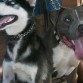 el Husky se llama Wolf y el Pit.. se llama  Arnold ..